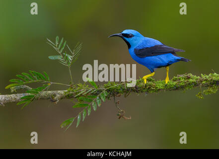 El mielero brillante (Cyanerpes lucidus) en la Laguna Lagarto Lodge cerca de Boca Tapada, Costa Rica