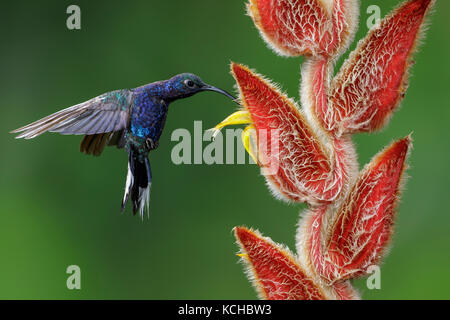 Violet Sabrewing (Campylopterus hemileucurus) volando y alimentación en una flor en Costa Rica.