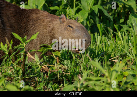 Capybara materna en un área de humedales en la región del Pantanal de Brasil. Foto de stock