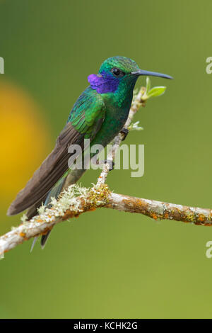 Green Violet-ear (Colibri thalassinus) posado en una rama en las montañas de Colombia, Sur América. Foto de stock