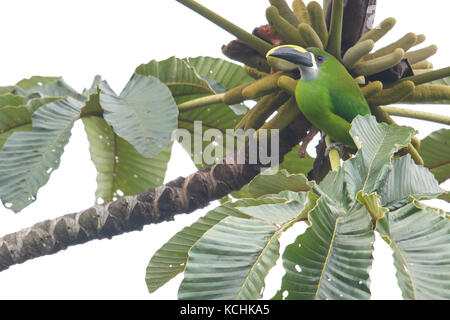 Tucancito esmeralda (Aulacorhynchus prasinus) posado en una rama en las montañas de Colombia, Sur América.