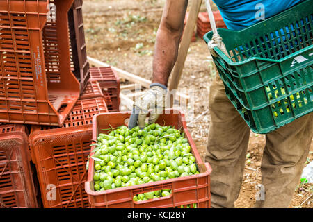 Aceitunas verdes maduras recogidas en el cuadro, en Calcídica, Grecia Foto de stock