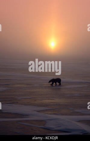 El oso polar, el Ursus maritimus, camina a través de hielo al atardecer; Cabo Churchill, Manitoba, Canadá Foto de stock