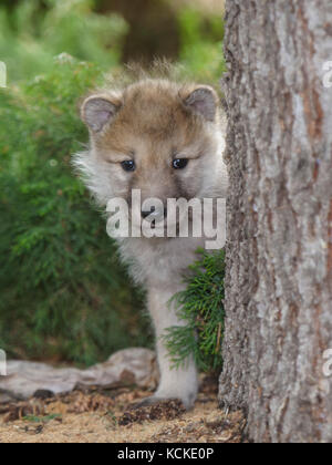Arctic Wolf pup, Canis lupus, mirando alrededor del tronco de un árbol, Saskatchewan, Canadá Foto de stock