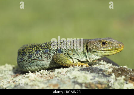 Ocellated lizard (timon lepidus) Foto de stock