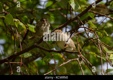 Gorrión. Passer domesticus. Dos adultos en Birch Tree. Powys. Gales