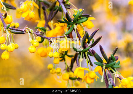 Berberberes stenophylla flor de cerca Foto de stock