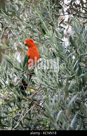 Loro rey sensación en un olivo, macho-rey australiano Loros Loros australianos son los únicos con una cabeza de color rojo completamente. Foto de stock