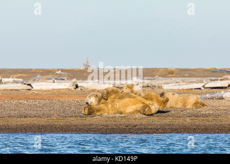 Siembre el oso polar (Ursus maritimus) y los cachorros descansando en la escupir a lo largo del Mar de Beaufort en la Isla de Barter en Kaktovik, Alaska. Otoño. Tarde.