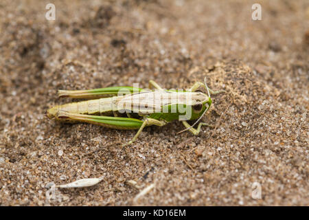 Omocestus viridulus conocido como Common Green grasshopper Foto de stock