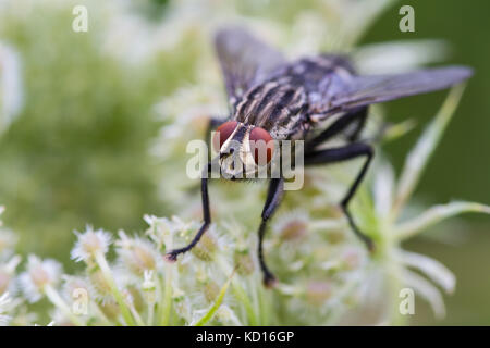 Carne mosca de la familia sarcophagidae posado sobre una flor Foto de stock