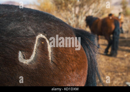 Closeup marca en la grupa del caballo mongol de Mongolia occidental. Foto de stock