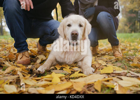 Hermoso perro golden retriever tumbado en el suelo en otoño bosque exterior. Foto de stock