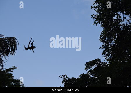 Geoffroy's mono araña saltando de un árbol a otro, Ateles geoffroyi, Parque Nacional Tortuguero, Tortuguero, Costa Rica, Centroamérica Foto de stock