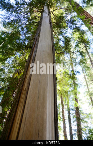 El tronco de un cedro rojo occidental con su corteza desconchada, también conocido como un árbol modificado culturalmente (CMT), Vancouver Island, British Columbia, Canadá.