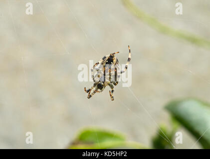 Unión araña de jardín, araneus diadematus, en web en jardín en Lancashire, Reino Unido
