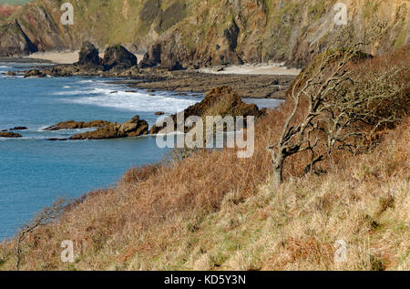 Playa y acantilados cerca de ESPERANZA COVE South Devon Inglaterra Foto de stock