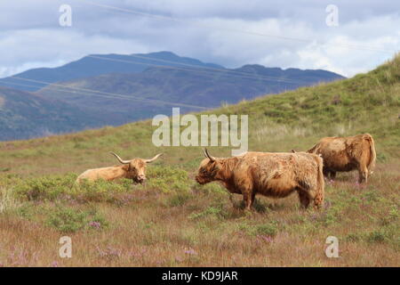 Highland ganado, Highlands en Escocia Foto de stock