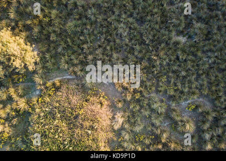Vista aérea de hermosos árboles verdes al atardecer en Italia. Foto de stock