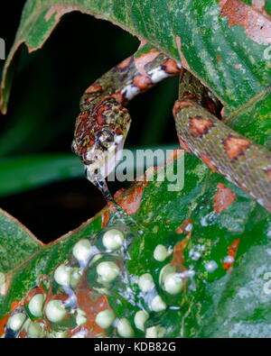 Un caracol Sucker, Sibon Argus argus, alimentándose de huevos de rana arborícola de ojos rojos.