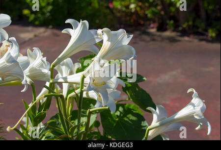 Gloriosa Lilium candidum Madonna Lily una planta del género Lilium, uno de  los verdaderos lirios floración en primavera tardía es un dulce flor  decorativa Fotografía de stock - Alamy