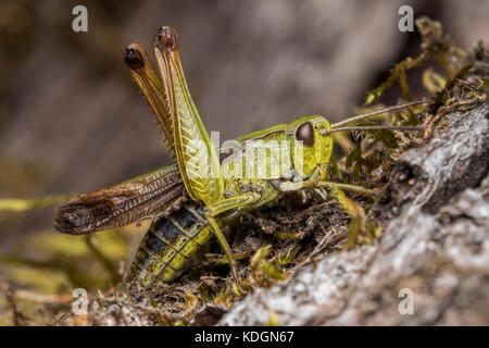 Common Green Grasshopper (Omocestus viridulus) acicalarse en el tocón de un árbol. Tipperary, Irlanda Foto de stock