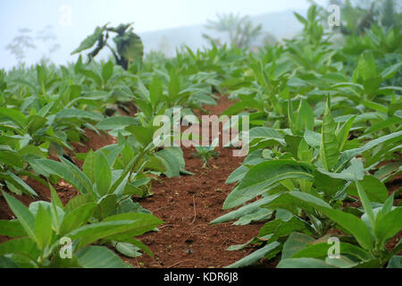 Plantación de tabaco en las laderas del monte sumbing regency en Magelang, Java central, Indonesia. Foto de stock