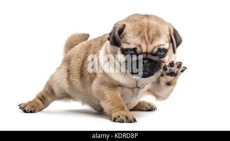 Cachorro de pug jugando, aislado en blanco Foto de stock