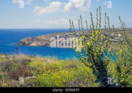 Gelbe und wildblumen griechische olympicum koenigskerze (Verbascum), oberhalb vom Super Paradise Beach, im sueden von mykonos, kykladen, aegaeis, grie Foto de stock