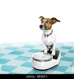 Jack Russell perro con conciencia culpable por exceso de peso y perder peso , de pie sobre una escala, aislado en el suelo del baño Foto de stock