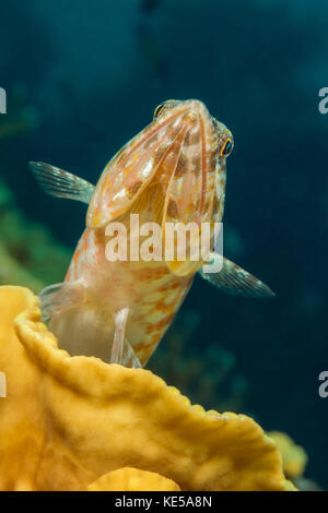 Zamburiña lizardfish, synodus variegatus, Marsa Alam, Mar Rojo, Egipto Foto de stock