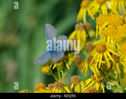 Mariposa Azul común, polyommatus icarus, alimentándose de una flor, la hierba cana jacobaea vulgaris, Lancashire, UK