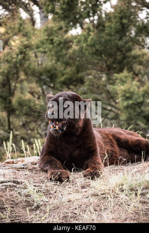 La pantera negra jadeando en un día caliente cerca de Bozeman, Montana, EE.UU. Una pantera negra en las Américas es la variante de color melanistic de jaguares (pantalón negro Foto de stock