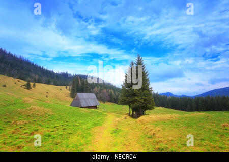 El verano soleado paisaje. valle verde en Zakopane montañas. destino turístico en Polonia montañas Tatra.