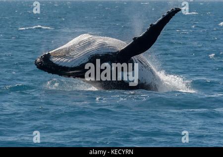 La ballena jorobada (Megaptera novaeangliae) Infracción en Hervey Bay, Queensland, observar las ballenas capital de Australia. Foto de stock