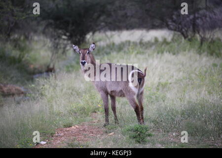 Gazellen und Antilopen en Namibia - Parque Nacional de Etosha Foto de stock