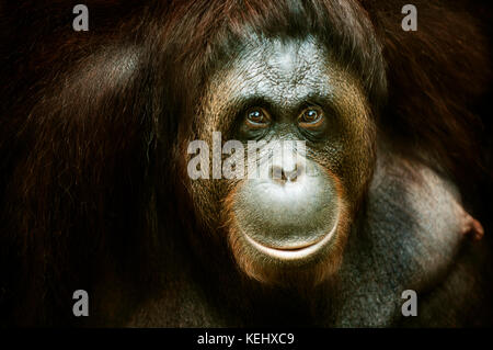 Retrato de un orangután, Malasia