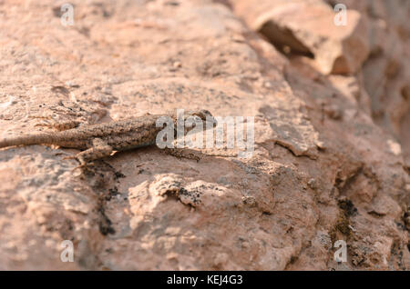 Valla oriental (lagarto sceloporus undulatus) Foto de stock