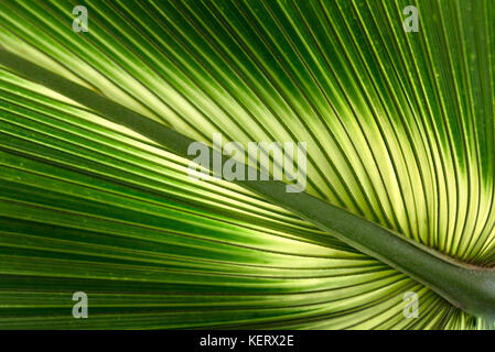 Hojas de palmera sabal bermudana cerrar creciente en los jardines botánicos de Kew en Londres