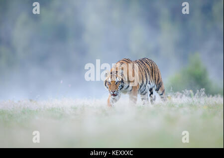 Closeup caza tigre siberiano Foto de stock