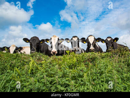 Vacas lecheras Holstein mirando sobre una cobertura, Porthgain, Pembrokeshire, Dyfed, Gales, Reino Unido. Foto de stock