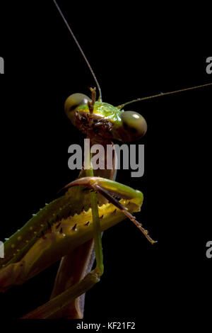 Mantis, la fotografía macro common green o rezar mantis mantis aislado sobre fondo negro. Foto de stock