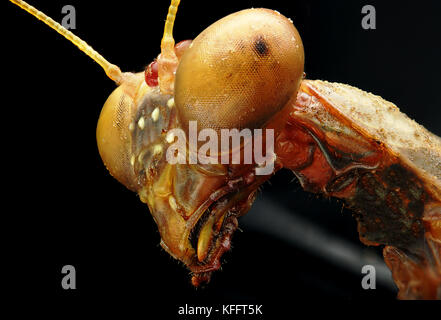 Mantis, fondo negro en la fotografía macro. Foto de stock