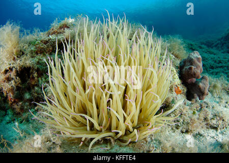 Snakelocks anemone, Anemonia sulcata, anémona de mar en el Mediterráneo coralreef, Mediterráneo, Mar Adriático, CROACIA Foto de stock