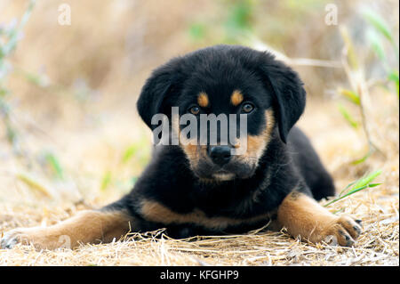 Vista frontal de un rottweiler cachorro tumbado en la hierba y mirando a la cámara Foto de stock