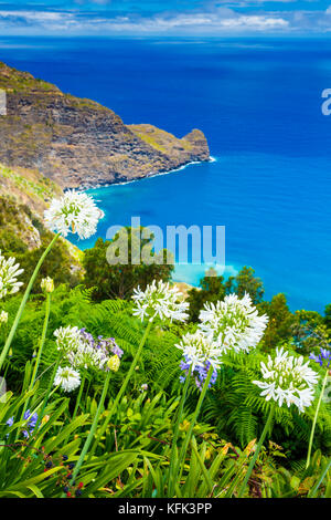 Agapanthus flores en un acantilado costero. Foto de stock