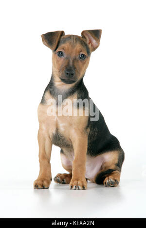 Perro - chihuahua cruz teckel - 7 semanas de edad Cachorro