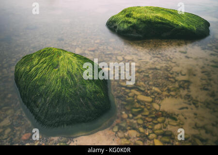 Rocas cubiertas de algas verdes en la playa de la costa del océano del mar. musgo  marino pegado a piedras. rocas cubiertas de algas verdes en agua de mar.  paisaje de verano