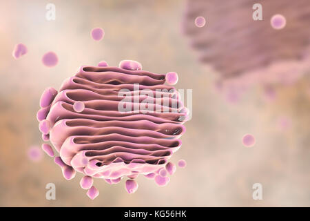 Equipo ilustración del aparato de Golgi. Este orgánulo funciona como un sistema de entrega central de la celda. Su función principal es la de modificar, almacenar y transportar proteínas y lípidos hechas en otras partes de la célula. Foto de stock