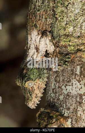 Cabeza abajo, mossy leaf-tailed gecko (Uroplatus sikorae) imitando el color y la estructura de un tronco de árbol, el parque nacional de Andasibe, Madagascar Foto de stock
